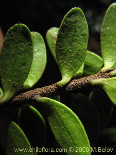 Imágen de Maytenus disticha (Racoma / Maitencito). Haga un clic para aumentar parte de imágen.